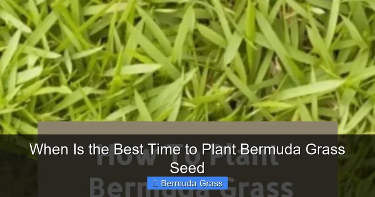 When Is the Best Time to Plant Bermuda Grass Seed
