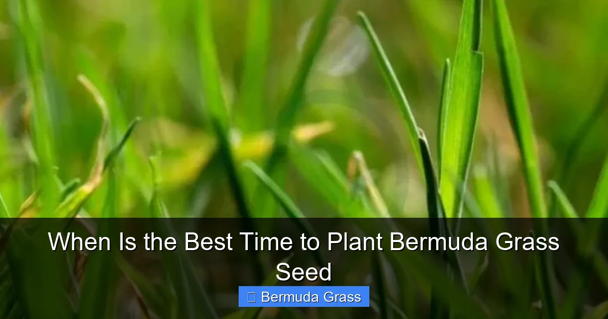 When Is the Best Time to Plant Bermuda Grass Seed
