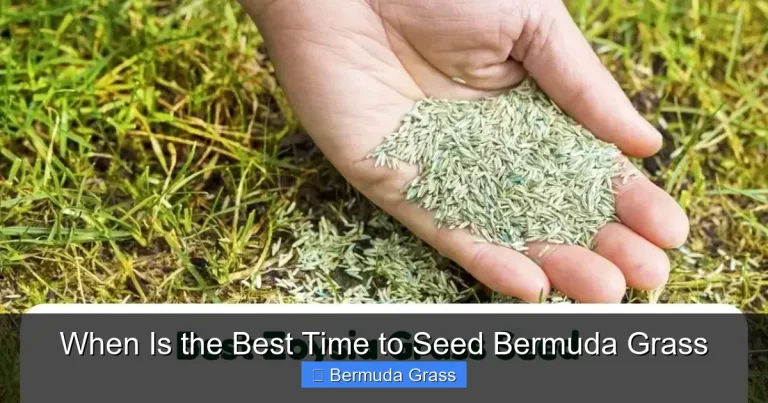 When Is the Best Time to Seed Bermuda Grass