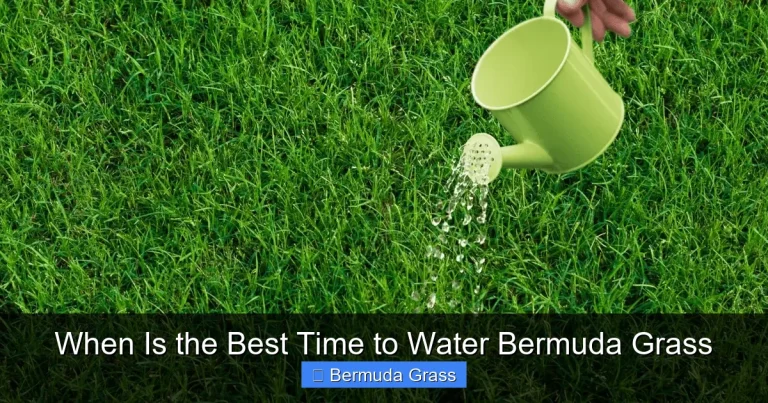 When Is the Best Time to Water Bermuda Grass