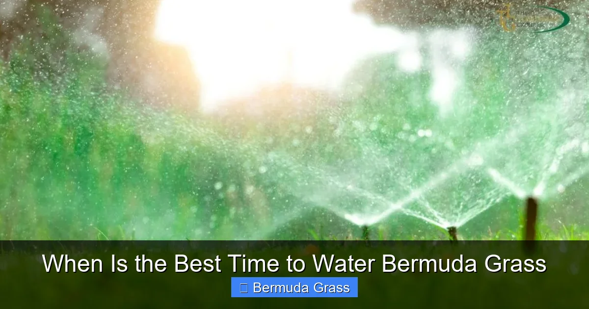When Is the Best Time to Water Bermuda Grass