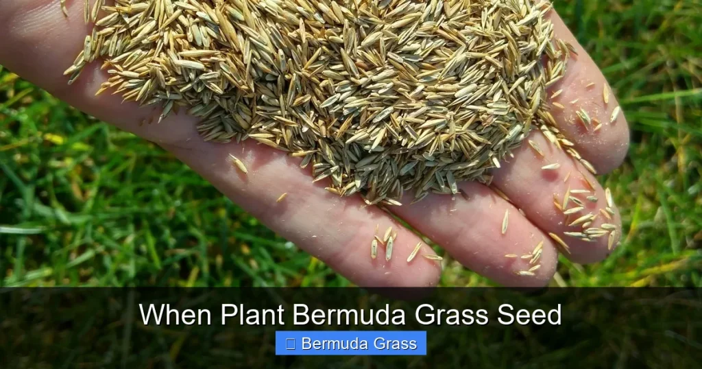 When Plant Bermuda Grass Seed