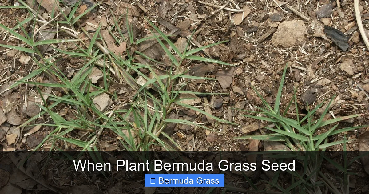 When Plant Bermuda Grass Seed