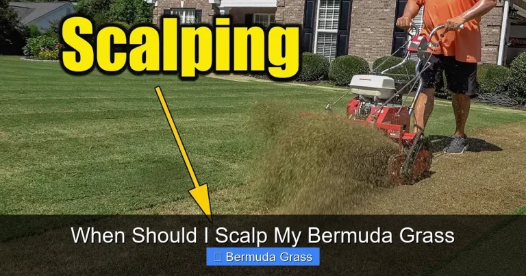 When Should I Scalp My Bermuda Grass