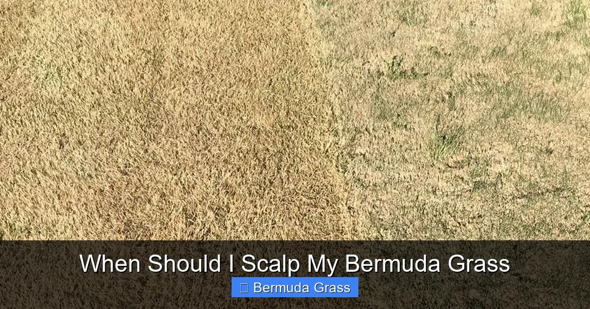 When Should I Scalp My Bermuda Grass