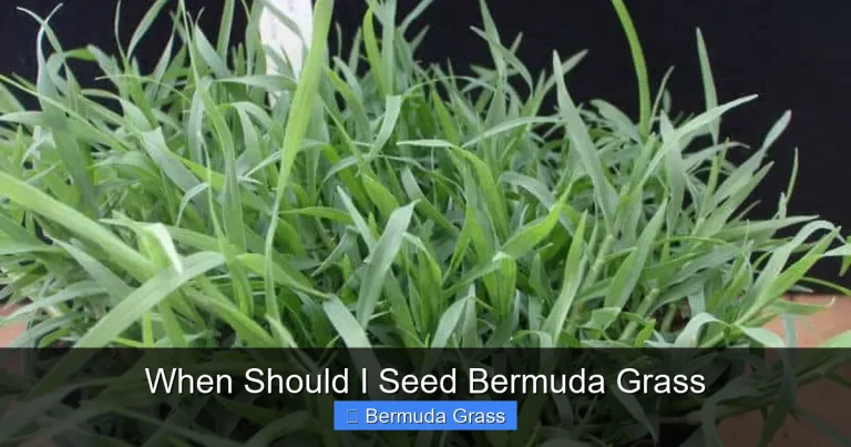 When Should I Seed Bermuda Grass