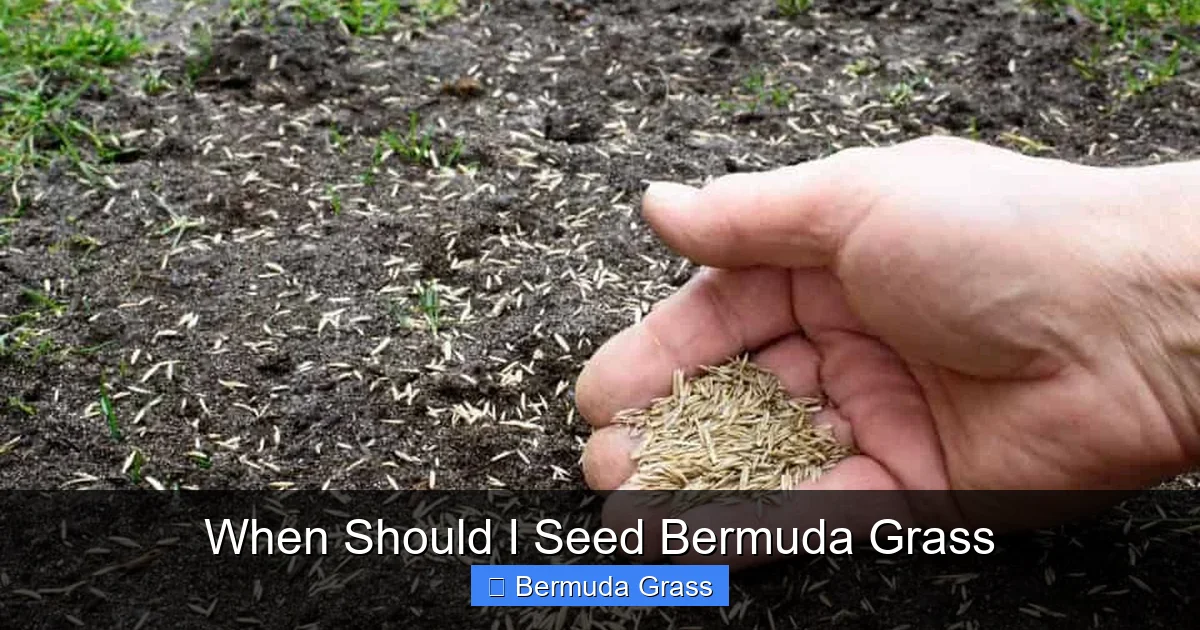 When Should I Seed Bermuda Grass