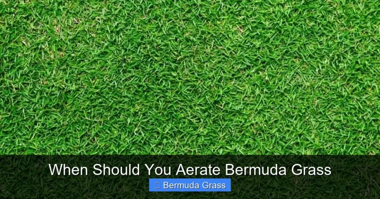 When Should You Aerate Bermuda Grass