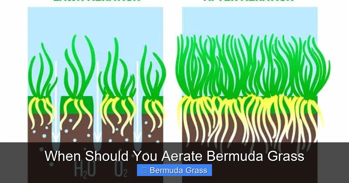 When Should You Aerate Bermuda Grass