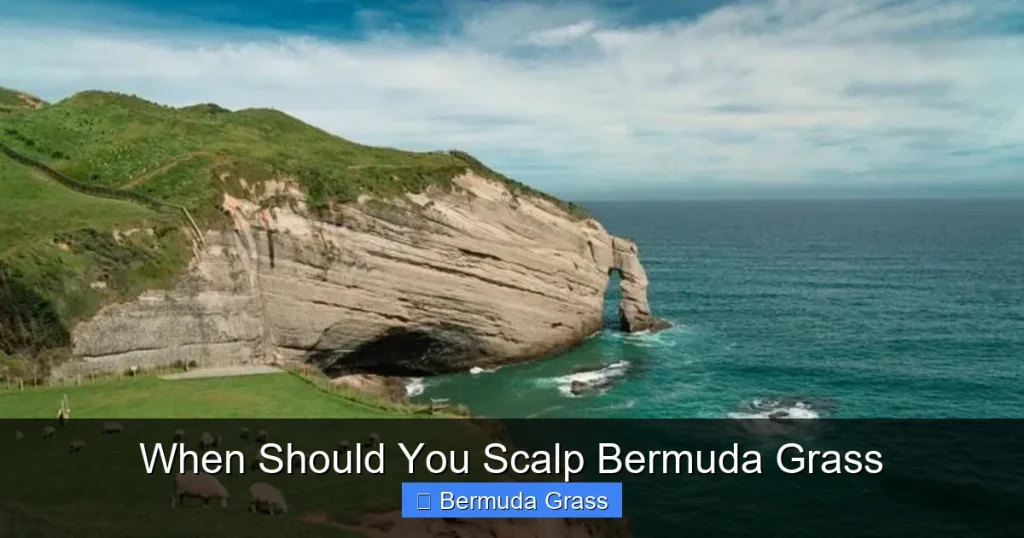 When Should You Scalp Bermuda Grass