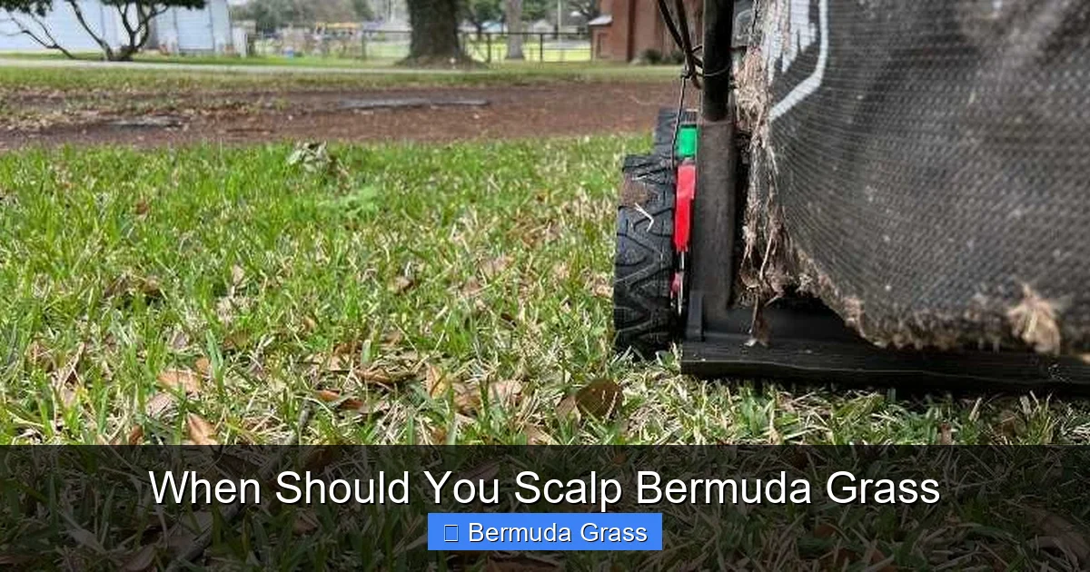 When Should You Scalp Bermuda Grass