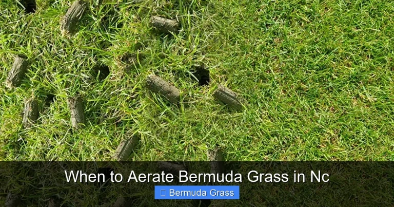When to Aerate Bermuda Grass in Nc