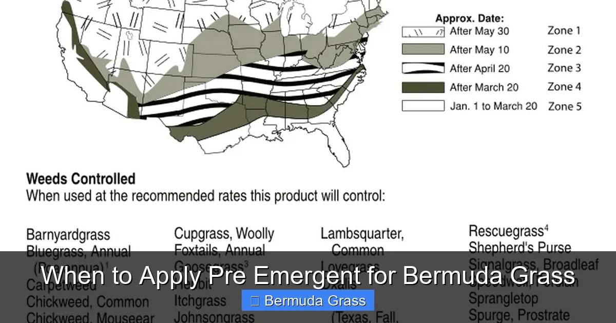 When to Apply Pre Emergent for Bermuda Grass