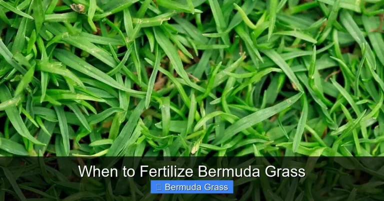 When to Fertilize Bermuda Grass