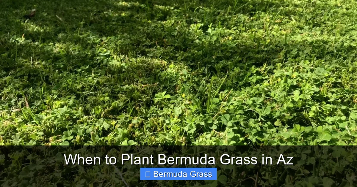When to Plant Bermuda Grass in Az