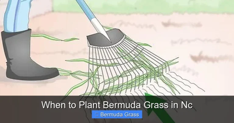 When to Plant Bermuda Grass in Nc