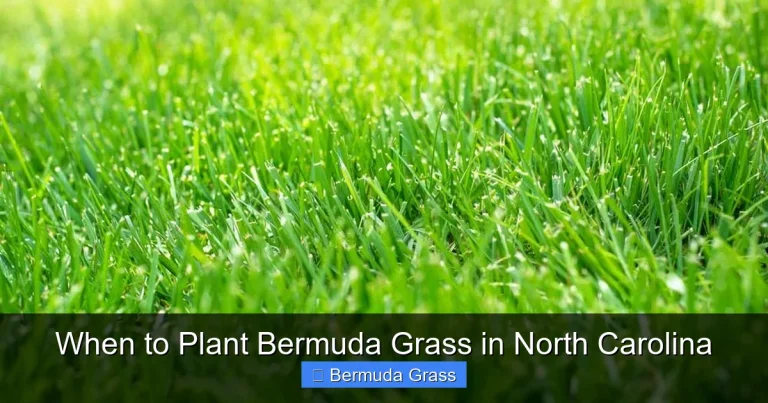 When to Plant Bermuda Grass in North Carolina