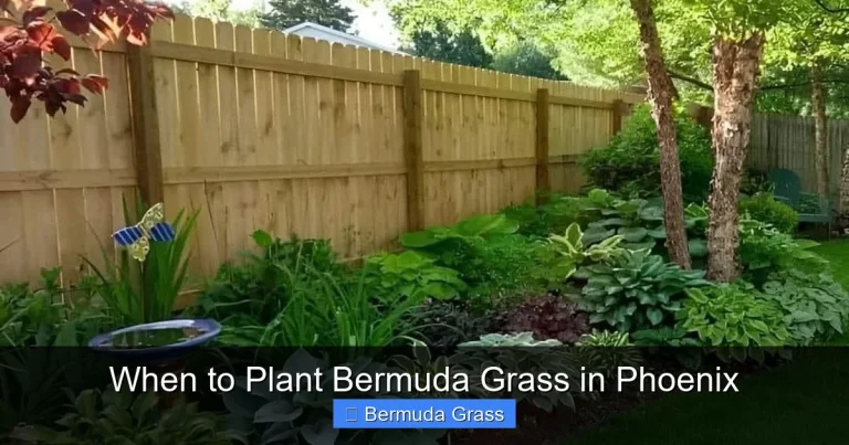 When to Plant Bermuda Grass in Phoenix