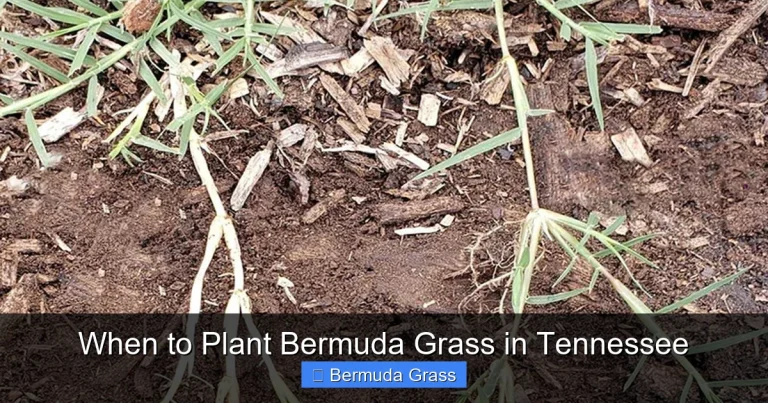 When to Plant Bermuda Grass in Tennessee