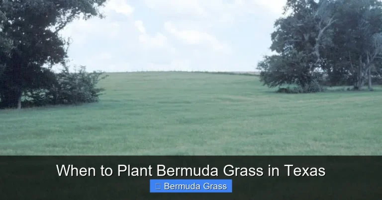 When to Plant Bermuda Grass in Texas
