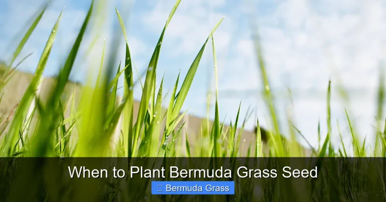 When to Plant Bermuda Grass Seed