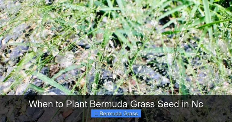 When to Plant Bermuda Grass Seed in Nc