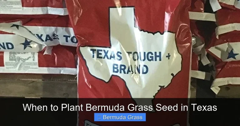 When to Plant Bermuda Grass Seed in Texas