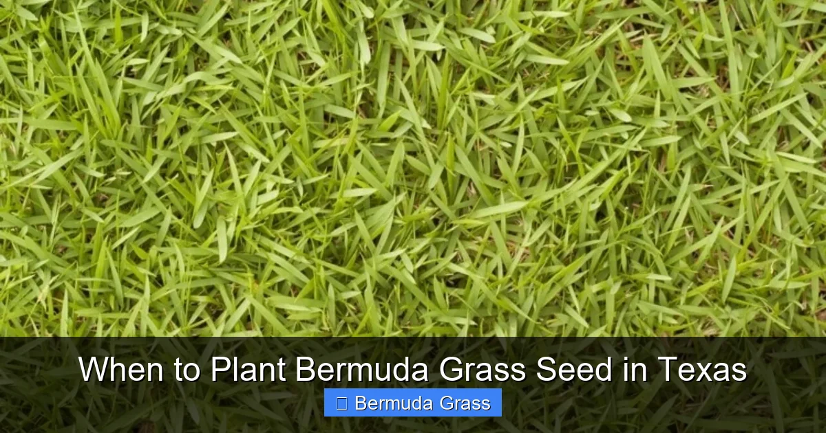 When to Plant Bermuda Grass Seed in Texas