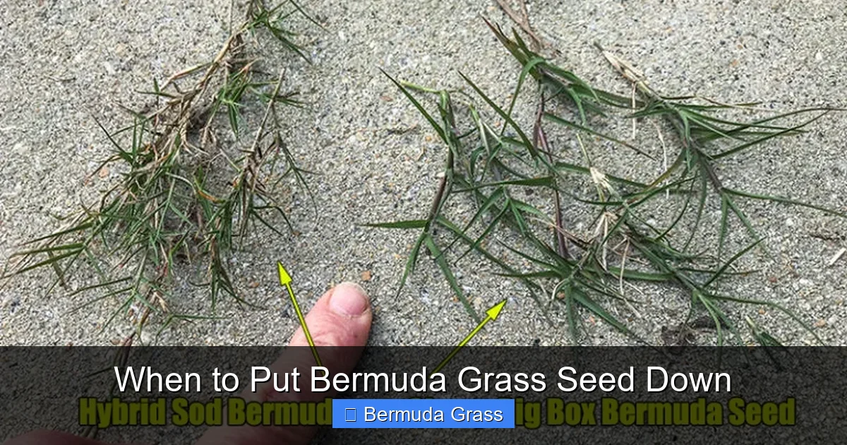 When to Put Bermuda Grass Seed Down