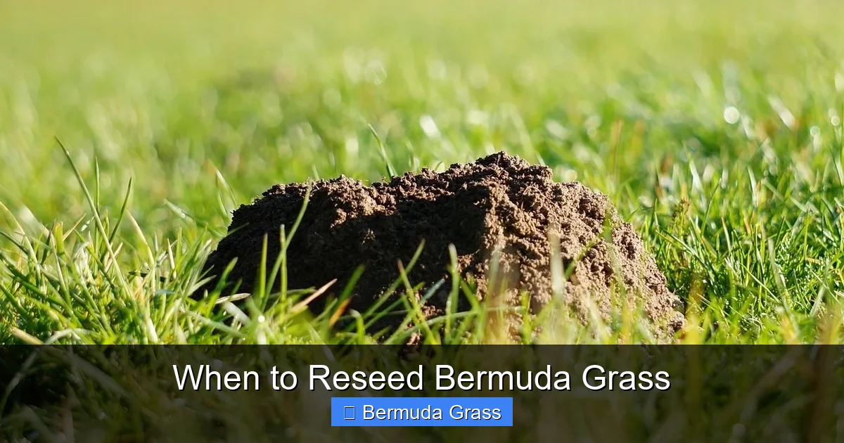 When to Reseed Bermuda Grass