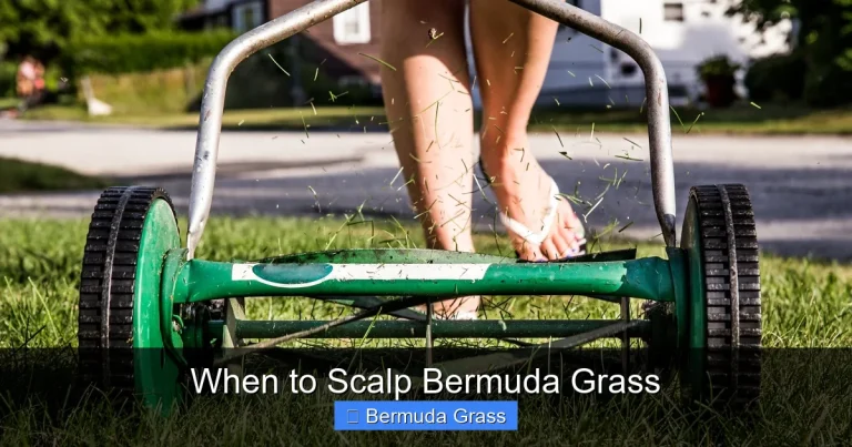 When to Scalp Bermuda Grass