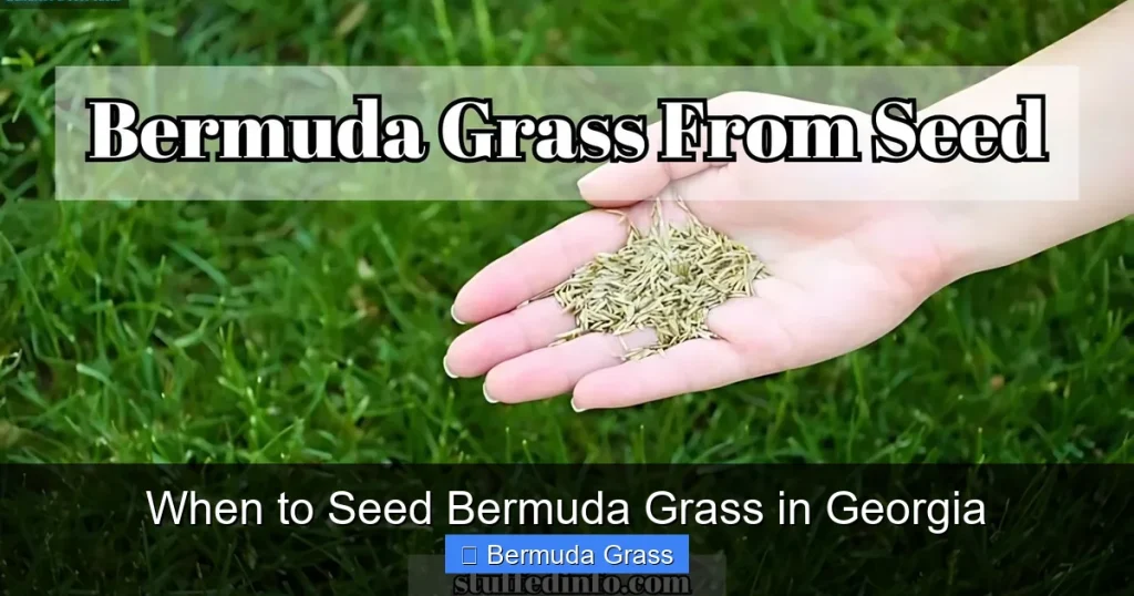 When to Seed Bermuda Grass in Georgia