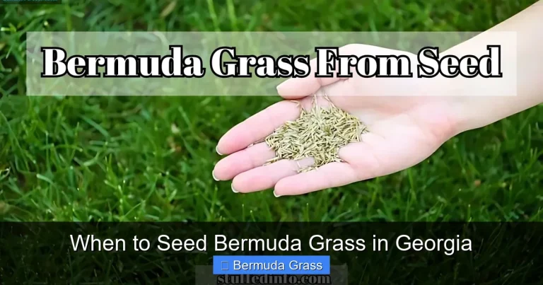 When to Seed Bermuda Grass in Georgia