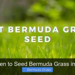 When to Seed Bermuda Grass in Nc
