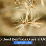 When to Seed Bermuda Grass in Oklahoma