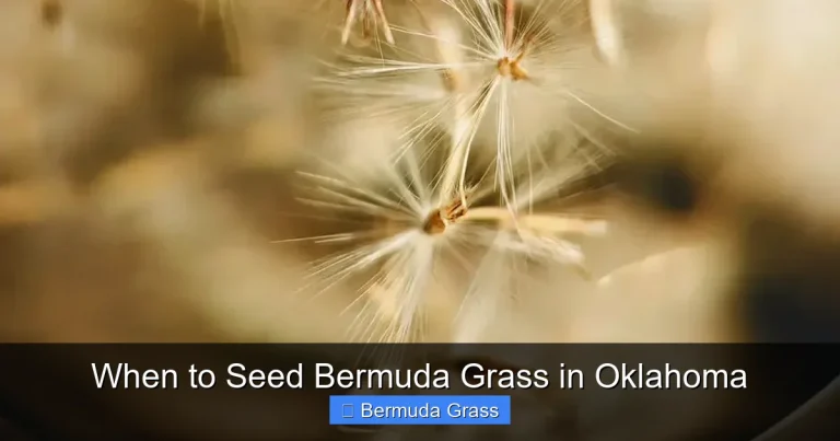 When to Seed Bermuda Grass in Oklahoma