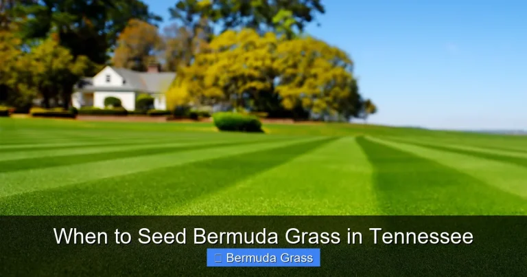 When to Seed Bermuda Grass in Tennessee