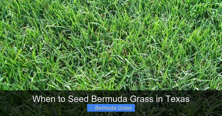 When to Seed Bermuda Grass in Texas