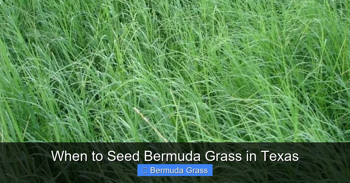 When to Seed Bermuda Grass in Texas