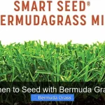 When to Seed with Bermuda Grass