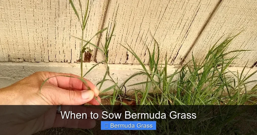 When to Sow Bermuda Grass