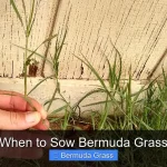 When to Sow Bermuda Grass