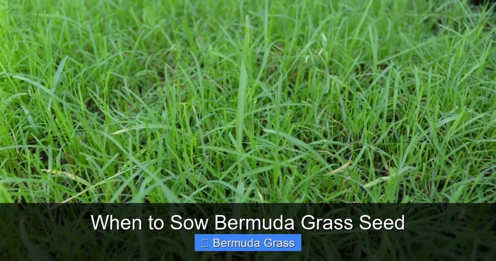 When to Sow Bermuda Grass Seed