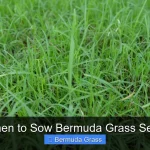 When to Sow Bermuda Grass Seed