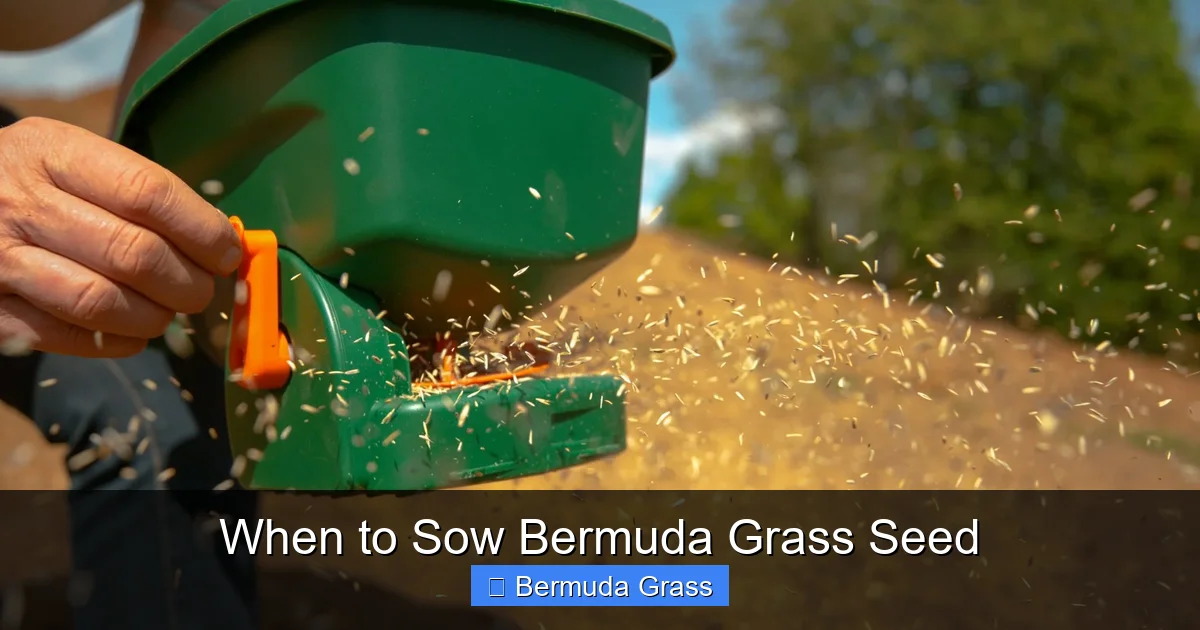 When to Sow Bermuda Grass Seed