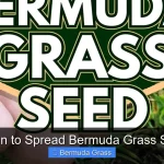 When to Spread Bermuda Grass Seed