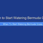 When to Start Watering Bermuda Grass