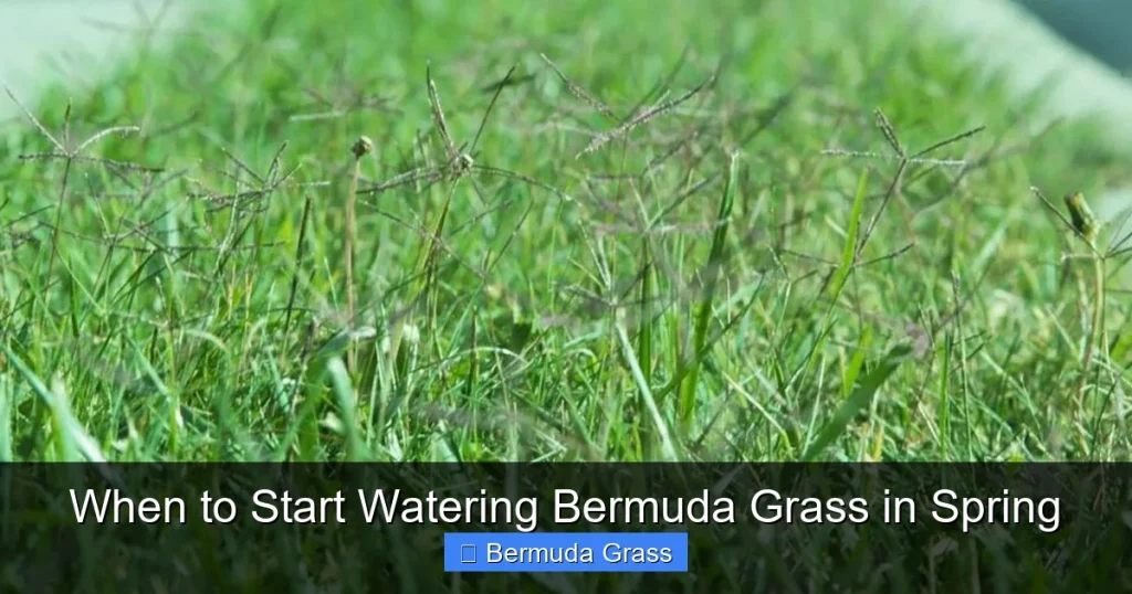 When to Start Watering Bermuda Grass in Spring