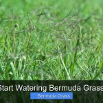 When to Start Watering Bermuda Grass in Spring