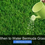 When to Water Bermuda Grass